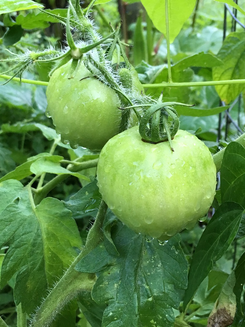 wet green tomatoes