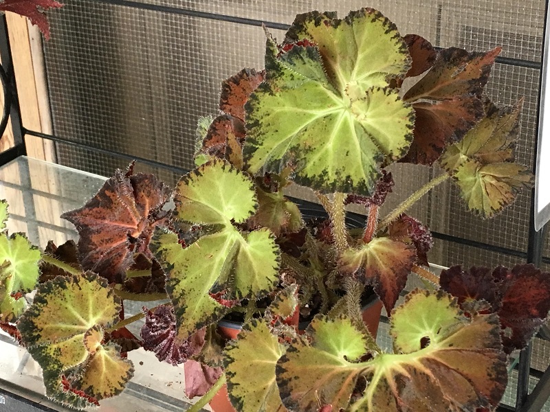 begonias for sale