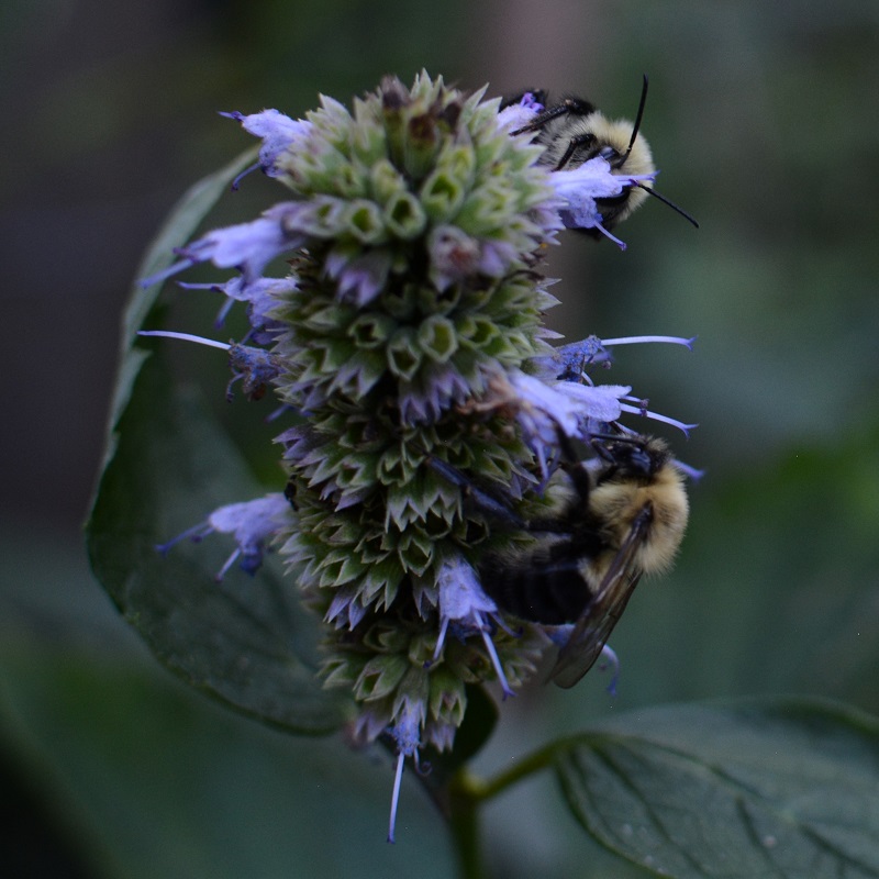 bees on hyssop