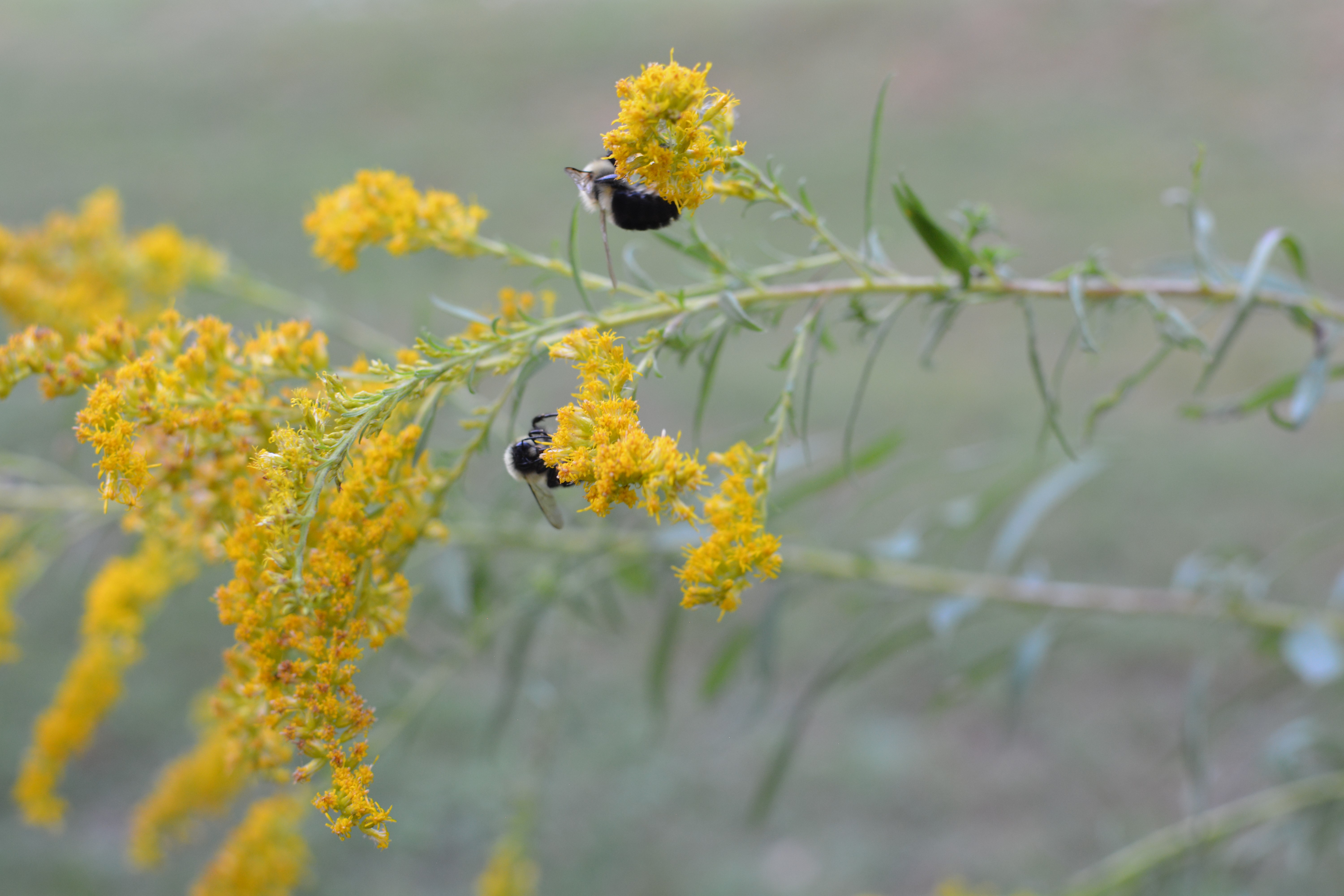 goldenrod with bees