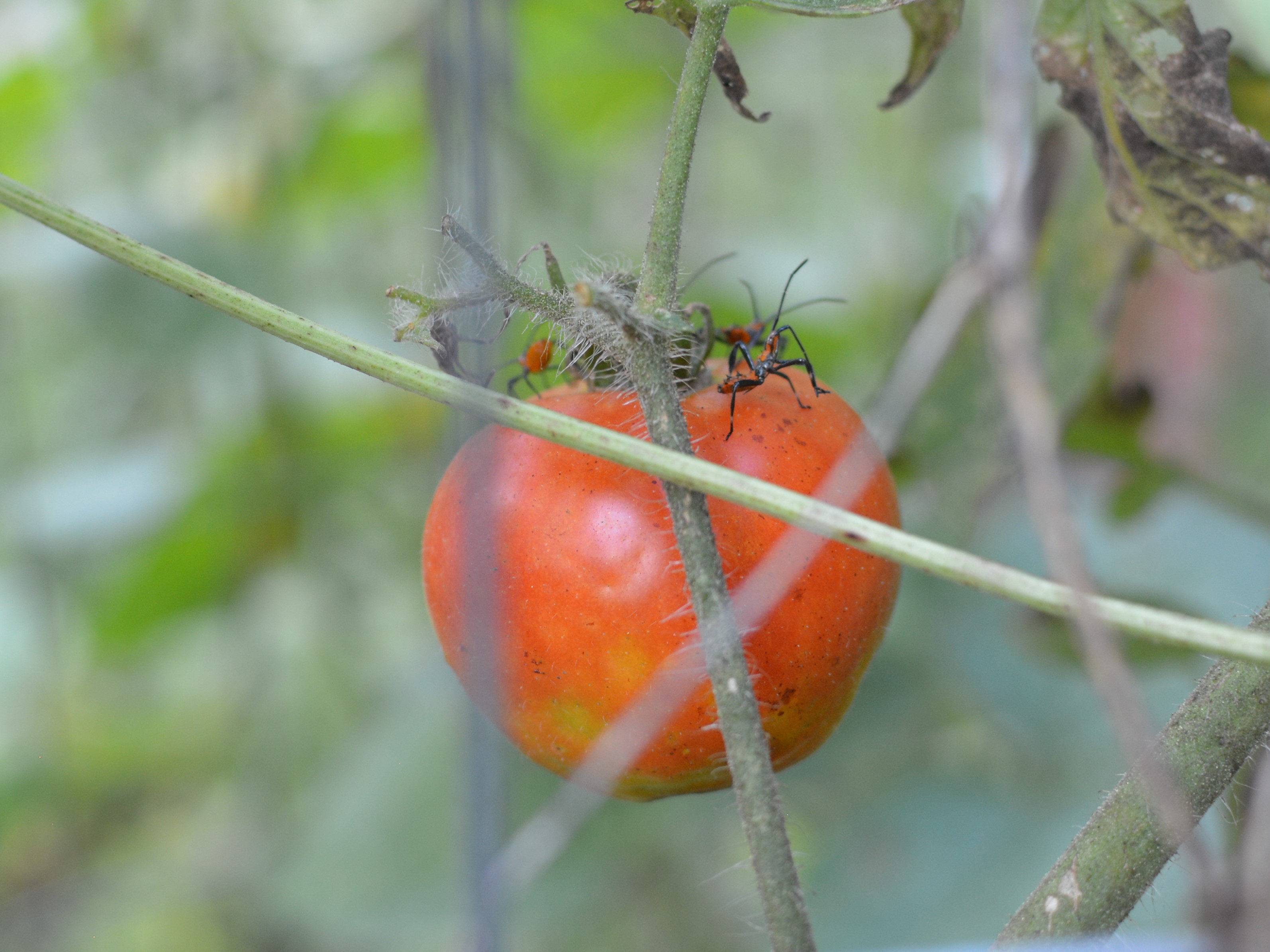 Laying claim to a late season tomato