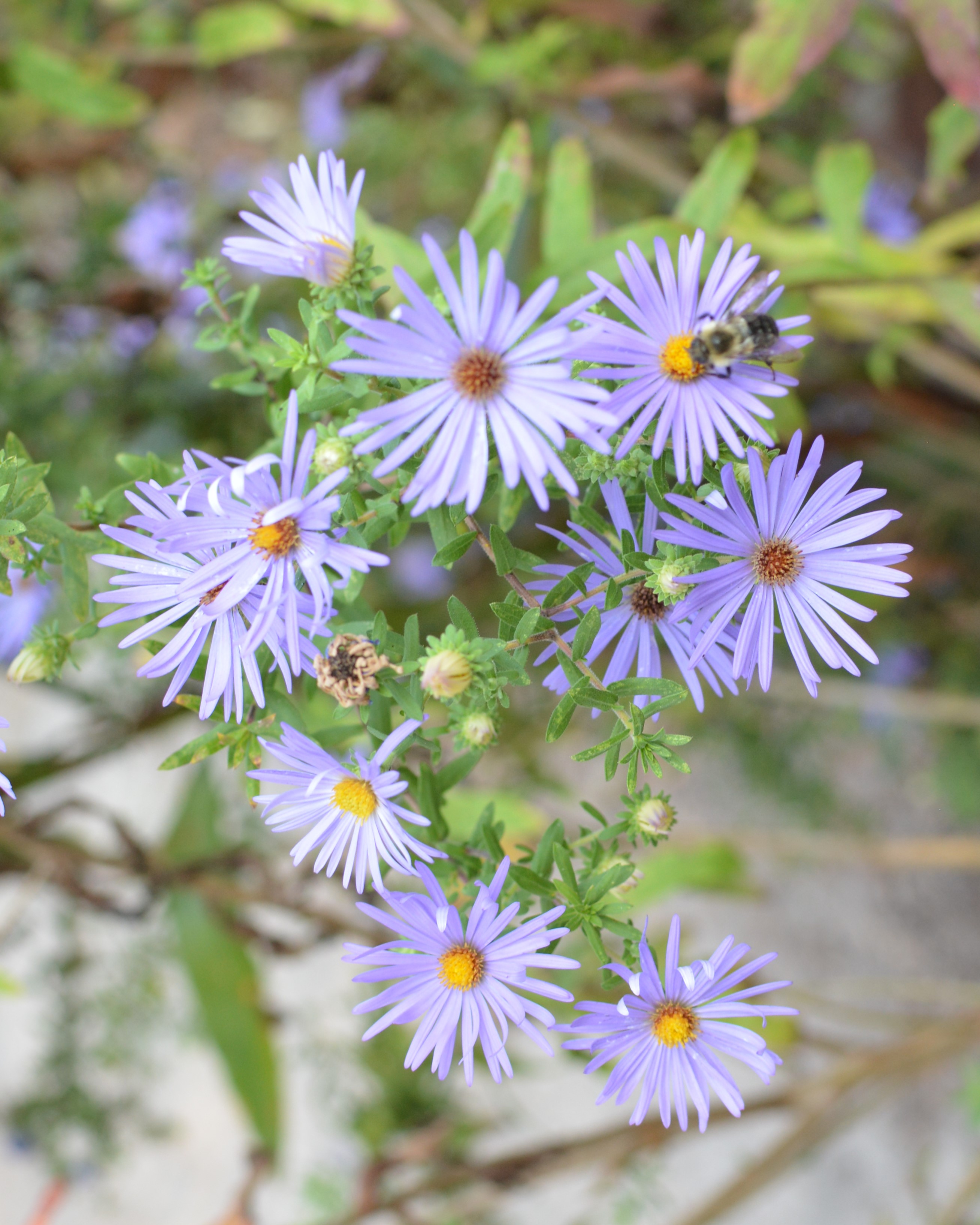purple asters with bee
