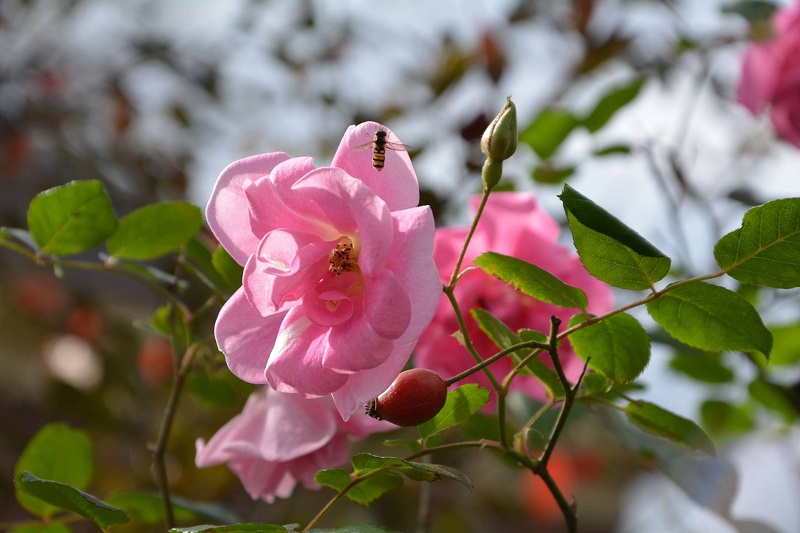 Climbing pinkie roses with native bee