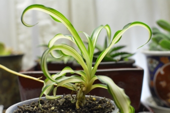 baby spider plant Feb 9 2019