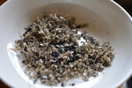 chive seeds Feb 9 2019
