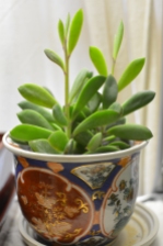 little potted succulent plant Feb 9 2019