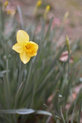 the first daffodil Feb 9 2019