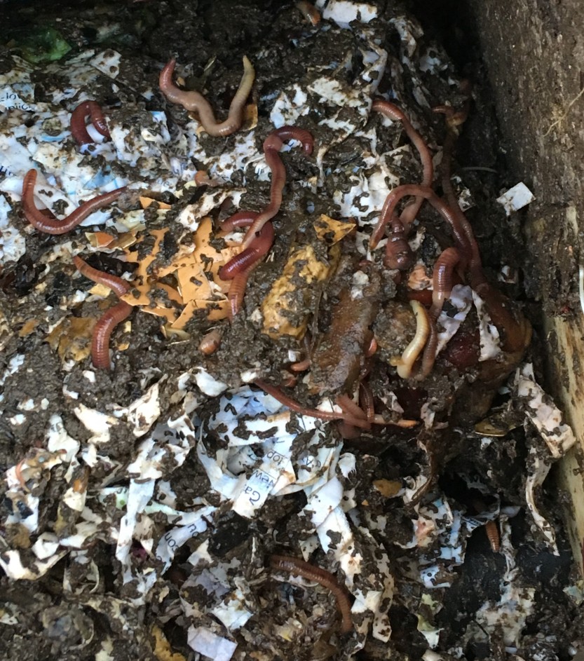 Wormy Compost